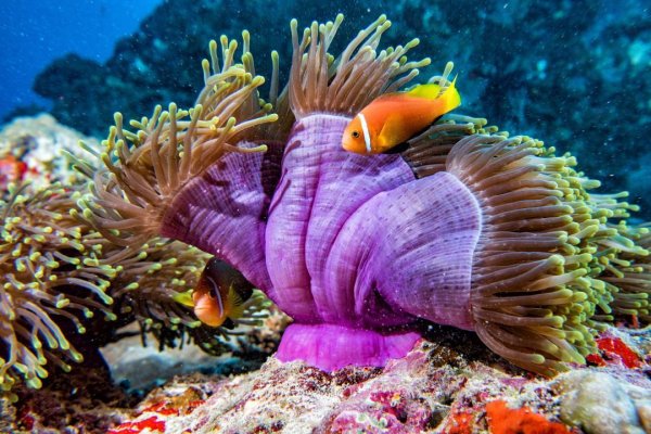 Reef 19