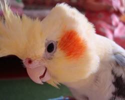 file_52087406