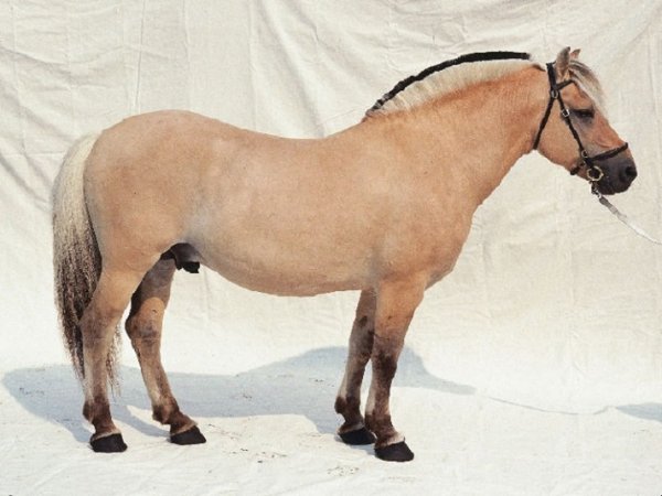 Фьорд (пони) (2)