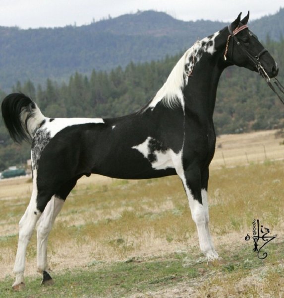 Американская верховая лошадь (11)
