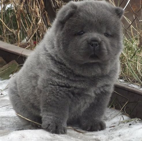 Щенок 'Медвежонок'