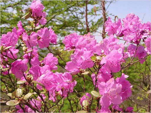 file_85258955