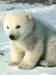 Белый Медведь