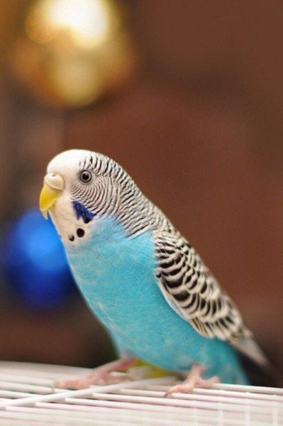 file_75182724