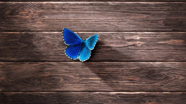 Шикарные обои