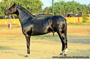 the glory must be earned by caahphotos-d