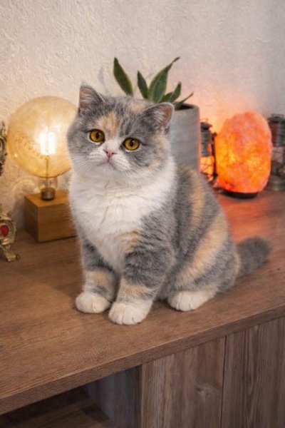 FB IMG 1772377633388