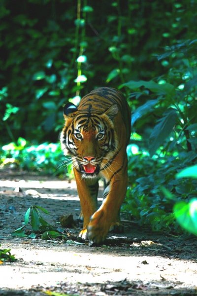 Malaysia fauna (1)