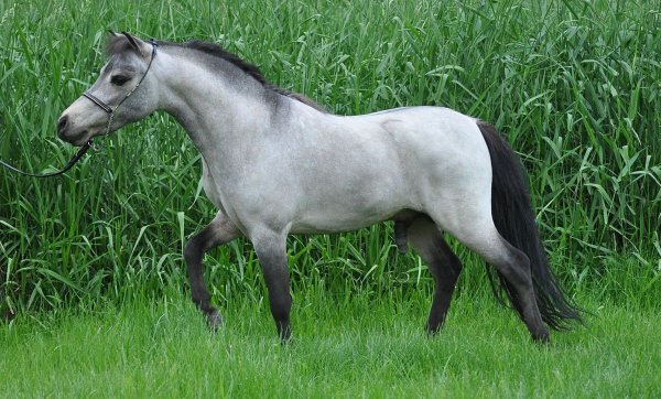 Лошадь Американская миниатюрная (American Miniature, АМНА)