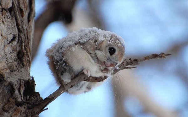 Мимимишечка