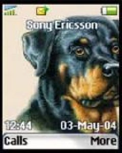 Rottweiler
