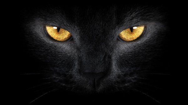 Image from million-wallpapers.ru 1366x768(4)