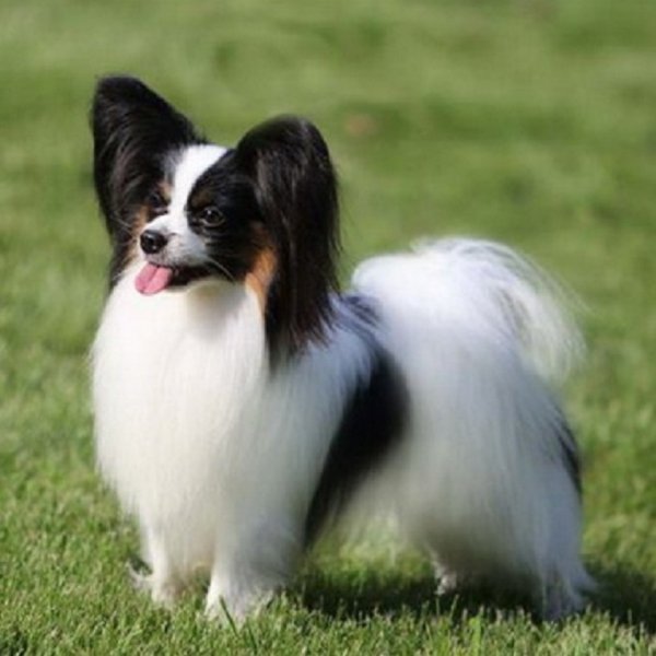 Папильон (папийон)