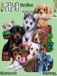 puppies