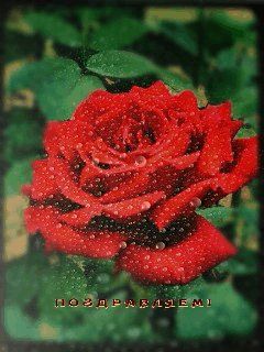 СДР Пожелания РозаКапли