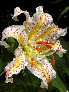 file_51658667