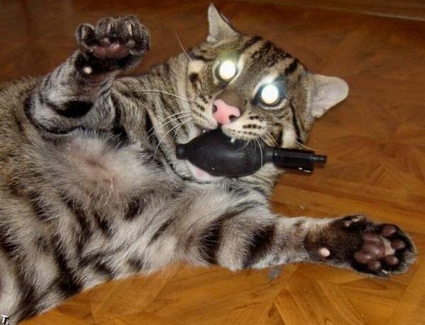 Котэ обои ПК