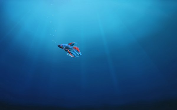 underwater alone fish 4k-wide