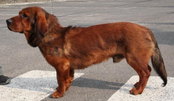 Альпийский таксообразный бракк (3)