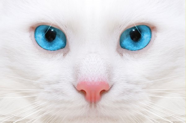 Beautiful-white-cat-kitten