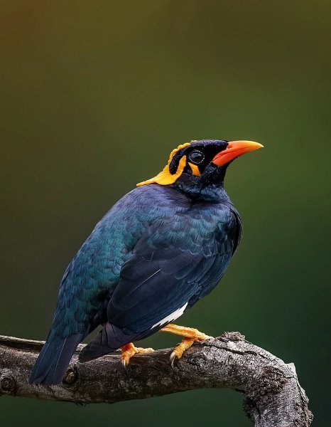 СВЯЩЕННАЯ МАЙНА