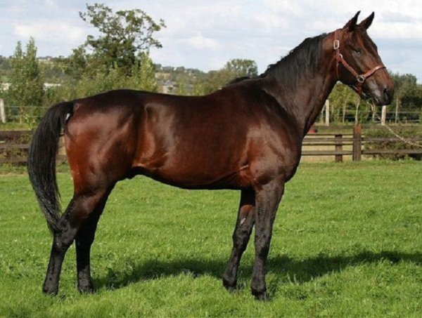 Французский рысак (2)