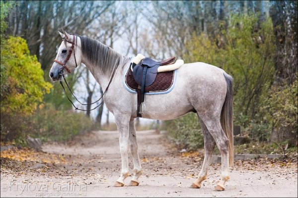 Терская порода лошадей