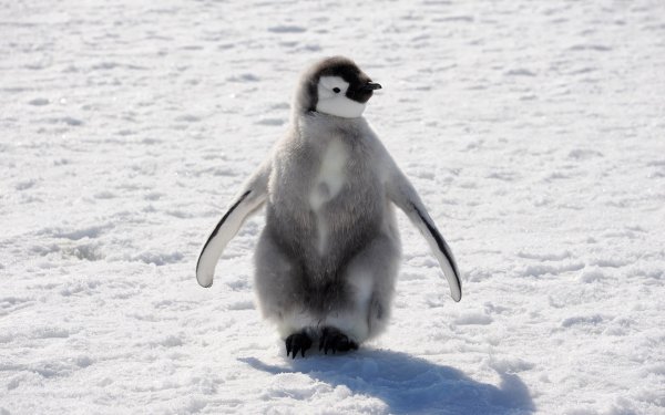 Baby Animals 6