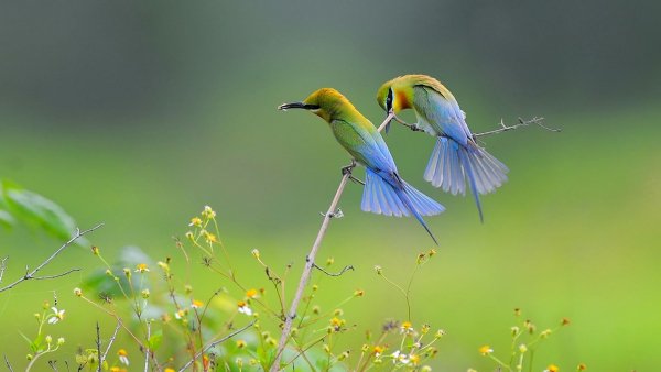 file_83661532