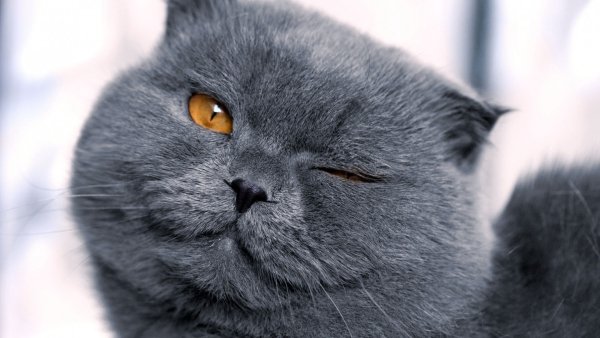Animals Cats Gray British winks 098962