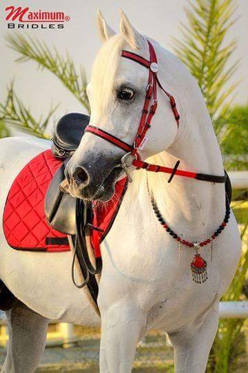 FB IMG 1435418922762