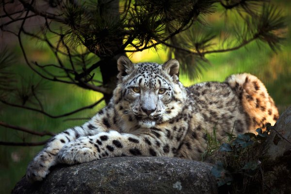 Irbis-snezhnyi-bars-vetki-derevo-kamni-molodoi-lezhit