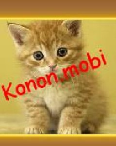 Domokun And Kitty