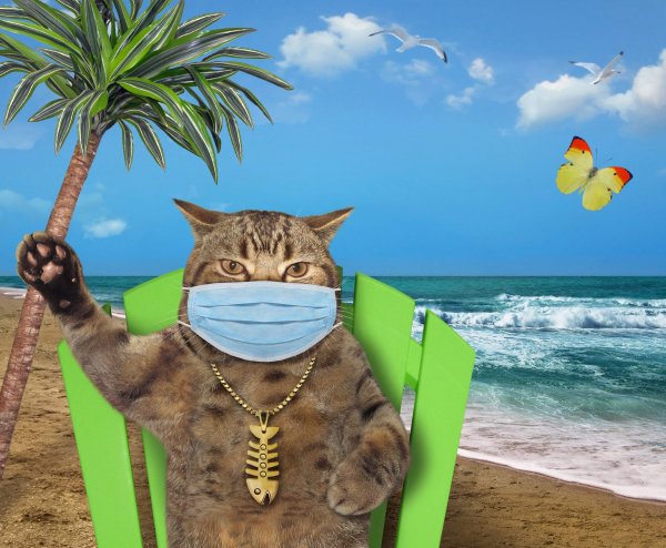 Symptoms-of-coronavirus-in-cats-scaled