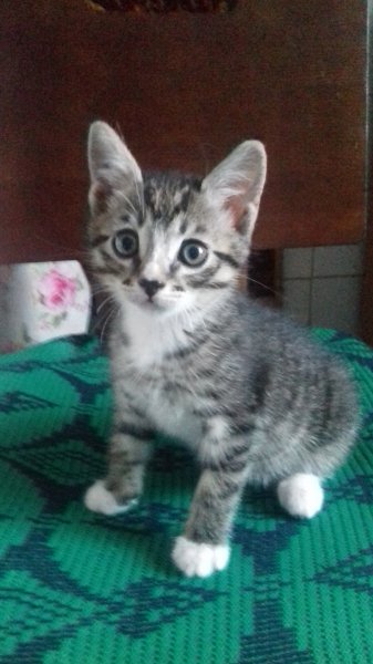 Мой котэ