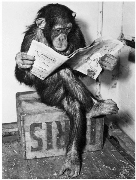artcom-framed-wall-poster-print-chimpanzee-reading-newspaper-