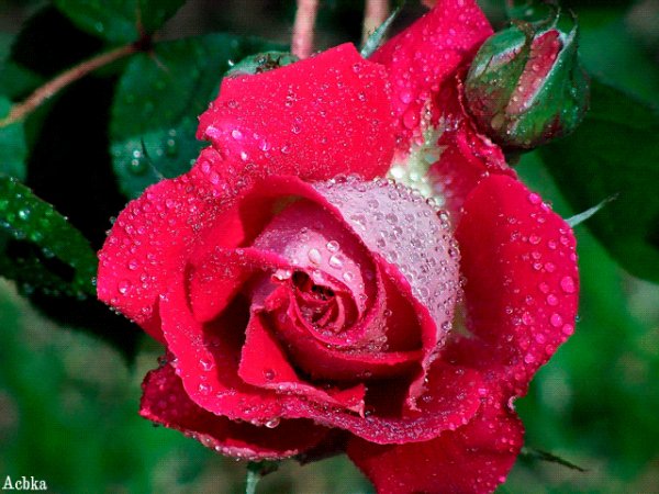 file_92487360