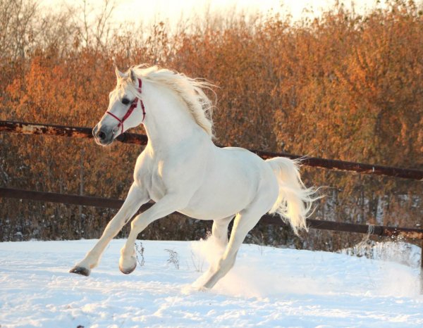 Лошадь Орловский рысак 4