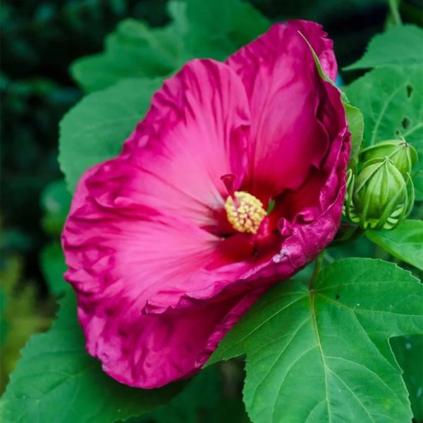 Гибискус Джазберри Джем (Jazzberry Jam)