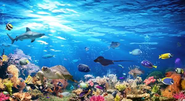Abyss-aquarium-background-blue-color-colorful-coral-deep-div