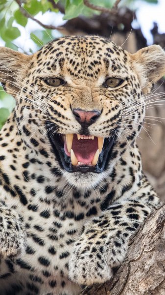 leopard hishchnik klyki 181382 2160x3840