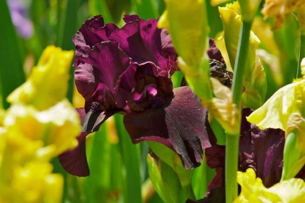 Уход за бородатым ирисом