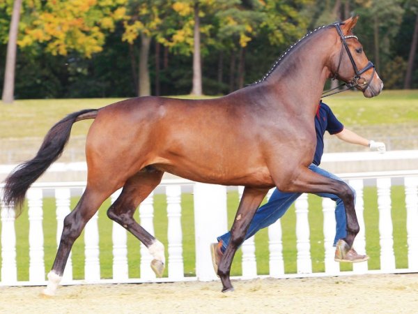 Лошадь Ольденбургская 2