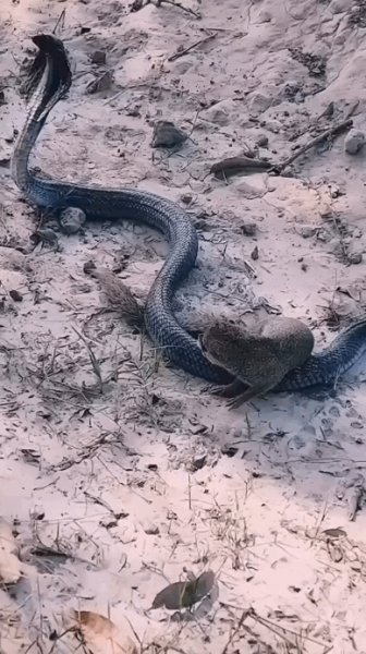 Битва Мангуст - Кобра