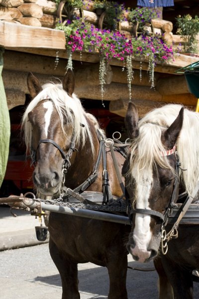 Южно-германская порода лошадей (2)