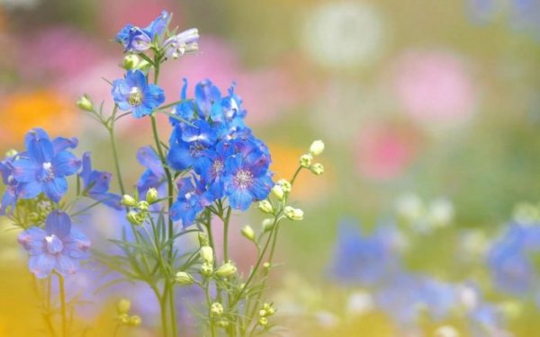 polevye cvety foto 04-e1533224594641