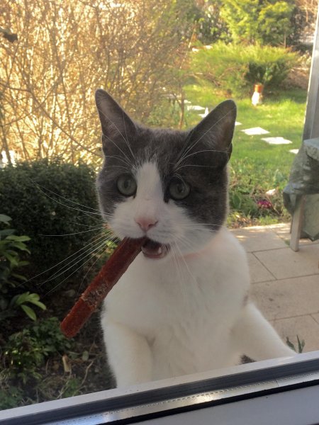 котэ