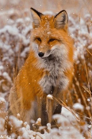 file_79369432