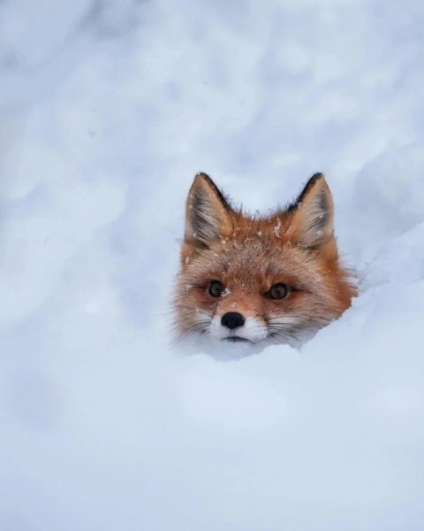 file_96040846