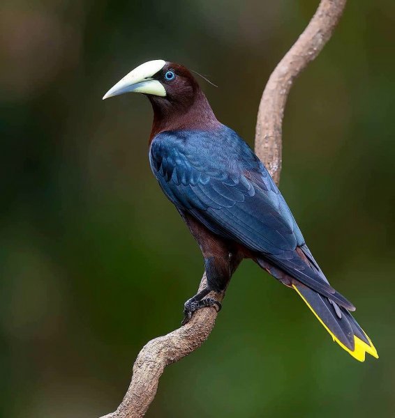 Каштановоголовая оропендола Chestnut-headed Oropendola